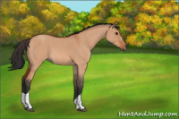 Horse Color:Bay Roan Dun 
