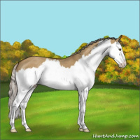 Horse Color:Chocolate Palomino Roan Dun Splash 