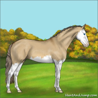Horse Color:Chocolate Palomino Dun Splash 