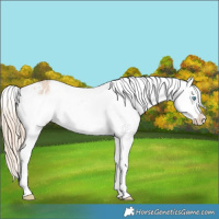 Horse Color:Perlino Dun Appaloosa 