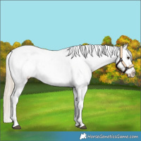 Horse Color:White Spotted Palomino Appaloosa 