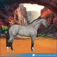 Horse Color:Grullo Roan 