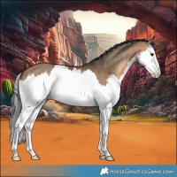 Horse Color:Brown Dun Splash 