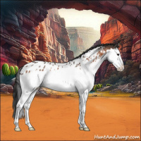 Horse Color:Brown Splash Appaloosa 