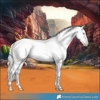 Horse Color:Silver Buckskin Pearl Dun Splash Appaloosa 
