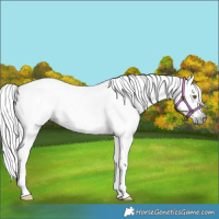 Horse Color:Gray Chocolate Palomino Splash Appaloosa 