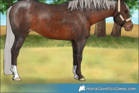 Horse Color:Silver Brown Appaloosa