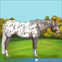 Horse Color:Silver Black Near Leopard 