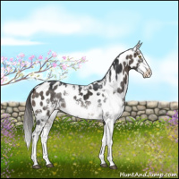 Horse Color:Brown Dun Sabino Near Leopard Brindle 
