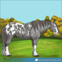Horse Color:Grullo Ice Splash Appaloosa 