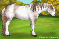 Horse Color:White Spotted Chestnut Sabino Varnish 