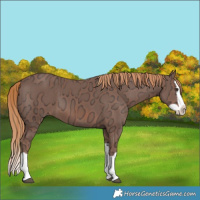 Horse Color:Chestnut Ice Splash 