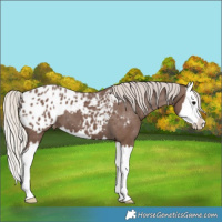 Horse Color:Silver Black Splash Appaloosa