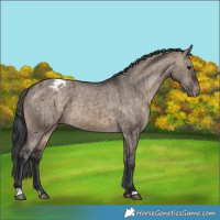 Horse Color:Brown Dun Appaloosa Brindle 