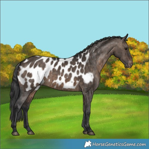 Horse Color:Brown Dun Appaloosa Brindle 