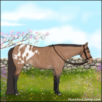 Horse Color:Brown Dun Appaloosa Brindle 