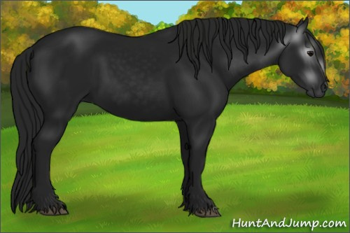Horse Color:Gray Black 