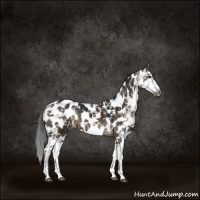 Horse Color:Gray Brown Dun Sabino Appaloosa Brindle