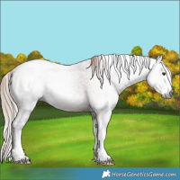 Horse Color:Gray Red Ice Roan Splash Rabicano 
