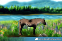 Horse Color:Void Painted White Spotted Liver Red Dun Rabicano 