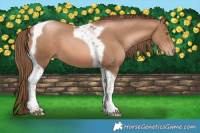 Horse Color:Liver Chestnut Pearl Tobiano 