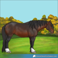 Horse Color:Brown 