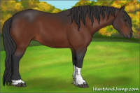 Horse Color:Brown Tobiano
