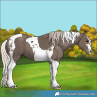 Horse Color:Silver Black Tobiano 