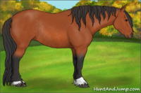 Horse Color:Bay Rabicano 