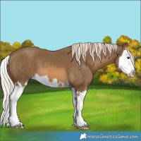 Horse Color:Chocolate Palomino Splash