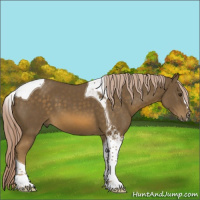 Horse Color:Chocolate Palomino Sabino Tobiano