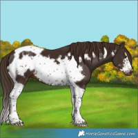 Horse Color:Liver Chestnut Tobiano Frame 