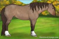 Horse Color:Liver Red Dun 