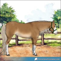 Horse Color:White Spotted Chocolate Palomino Dun Rabicano 
