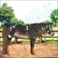 Horse Color:Gray White Spotted Liver Chestnut
