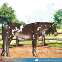 Horse Color:White Spotted Liver Chestnut 