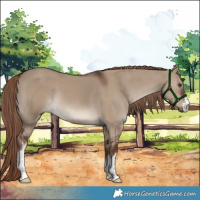 Horse Color:White Spotted Liver Red Dun Rabicano 