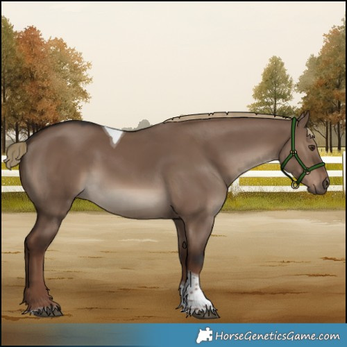 Horse Color:Liver Red Dun Tobiano 