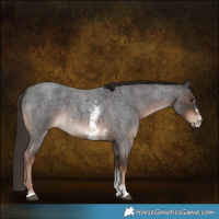 Horse Color:Liver Red Roan Sabino Rabicano