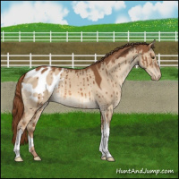 Horse Color:Red Dun Appaloosa Brindle 