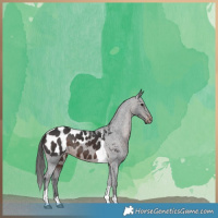 Horse Color:Brown Tobiano Appaloosa 