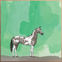 Horse Color:Gray Grullo Tobiano Near Leopard Brindle 