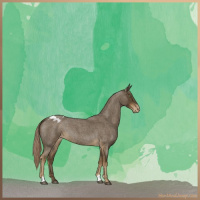 Horse Color:Chocolate Palomino Roan Blanket 