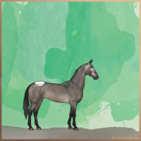 Horse Color:Gray Brown Roan Dun Appaloosa 