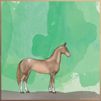 Horse Color:Liver Chestnut Pearl Sabino Appaloosa 