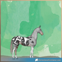 Horse Color:Liver Chestnut Tobiano Appaloosa 