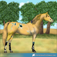 Horse Color:Watercolor White Spotted Liver Chestnut 