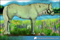 Horse Color:Void Watercolor Plaid  White Spotted Chocolate Palomino Dun 