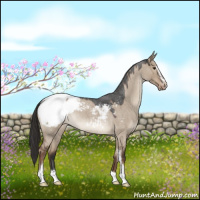 Horse Color:Liver Red Dun Roan Sabino Snowcap 