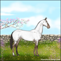 Horse Color:Liver Red Dun Roan Appaloosa